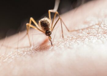 Acumula Puebla 3 mil 343 casos por dengue en 2024