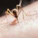Acumula Puebla 3 mil 343 casos por dengue en 2024