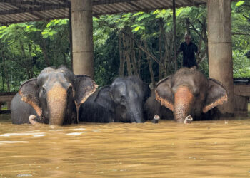 Más de 120 elefantes afectados por inundaciones en Tailandia