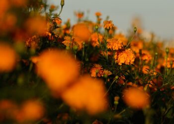 Puebla, principal productor de flor de cempasúchil