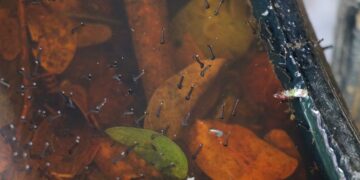 Reportan 3 mil 462 casos acumulados de dengue