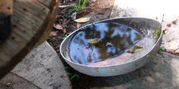 Reportan 8 contagios de dengue en últimas 24 horas