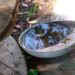 Reportan 8 contagios de dengue en últimas 24 horas