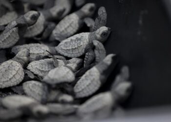 Liberan 280 bebés de tortuga lora, especie vulnerable, en una playa del Pacífico de Panamá