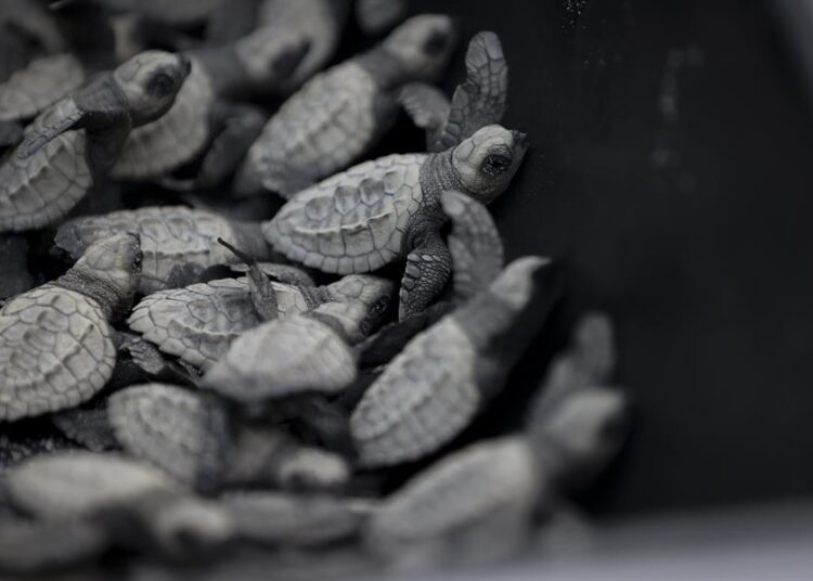 Liberan 280 bebés de tortuga lora, especie vulnerable, en una playa del Pacífico de Panamá