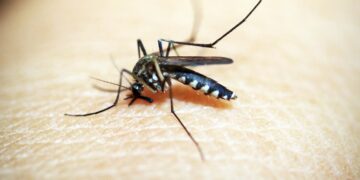 Reportan dos fallecimientos por dengue