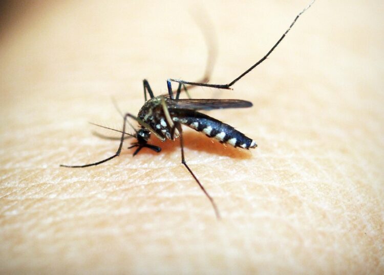 Reportan dos fallecimientos por dengue