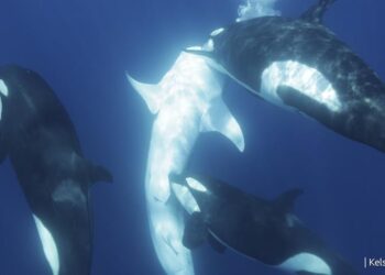 Una manada de orcas puede haber logrado habilidades para cazar al pez más grande del mundo