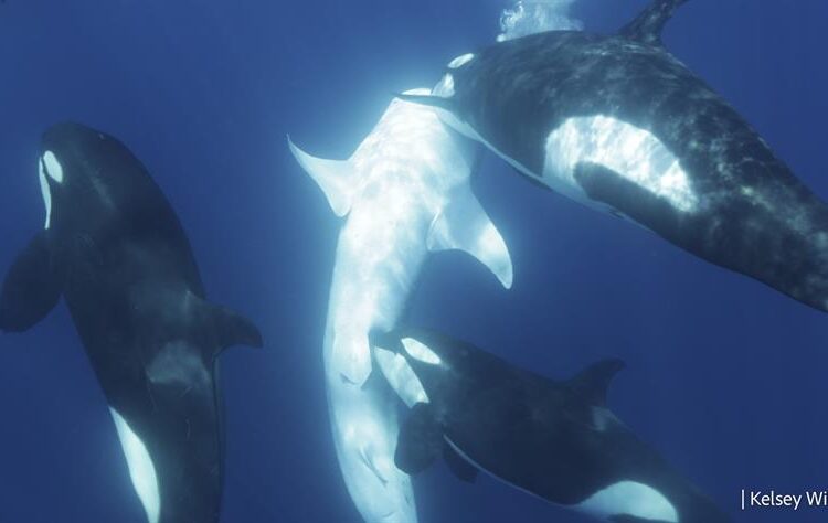 Una manada de orcas puede haber logrado habilidades para cazar al pez más grande del mundo