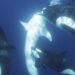 Una manada de orcas puede haber logrado habilidades para cazar al pez más grande del mundo