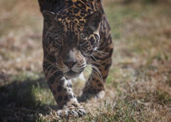 26,9 % De paisajes prioritarios de la WWF para el jaguar en México están conservados