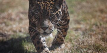 26,9 % De paisajes prioritarios de la WWF para el jaguar en México están conservados