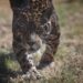 26,9 % De paisajes prioritarios de la WWF para el jaguar en México están conservados
