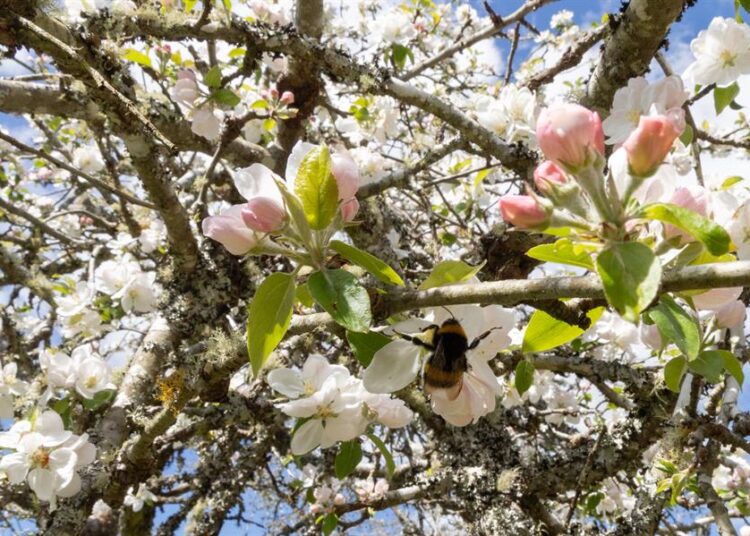 Valdivia, la ciudad de las manzanas españolas alabadas por Darwin y la sidra patrimonial