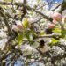 Valdivia, la ciudad de las manzanas españolas alabadas por Darwin y la sidra patrimonial