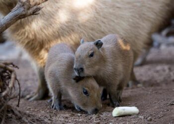 Capibara, nuevo viral en redes, vive en las áreas naturales protegidas de Perú