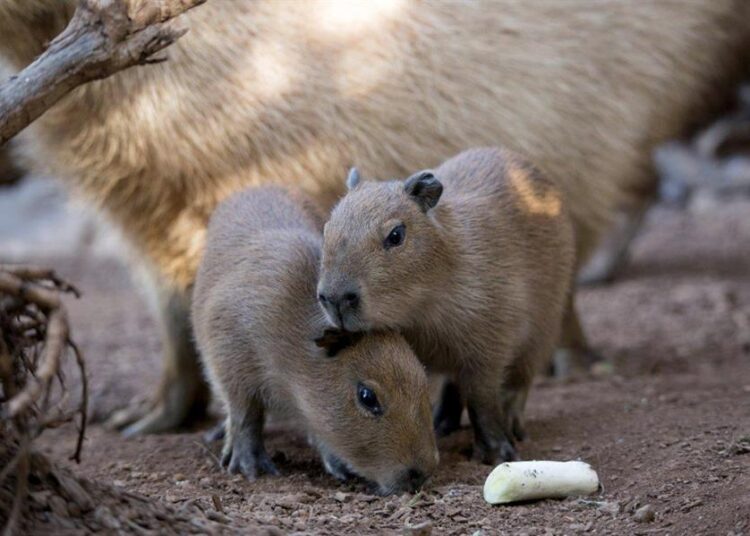 Capibara, nuevo viral en redes, vive en las áreas naturales protegidas de Perú