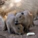 Capibara, nuevo viral en redes, vive en las áreas naturales protegidas de Perú