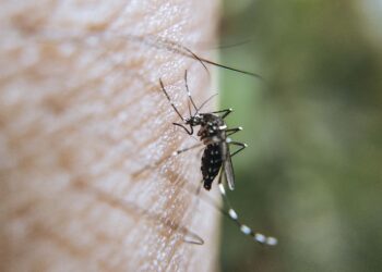 Reporta Salud 29 nuevos contagios por dengue en Puebla