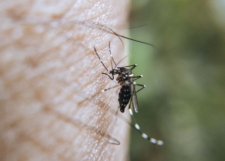 Reporta Salud 29 nuevos contagios por dengue en Puebla