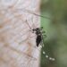 Reporta Salud 29 nuevos contagios por dengue en Puebla