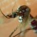 Reportan 4 mil 350 casos acumulados de dengue durante 2024