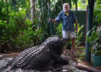 El cocodrilo más grande del mundo fallece en un centro de animales en Australia