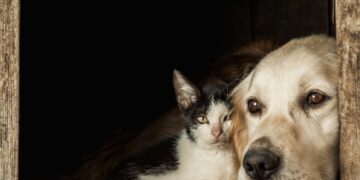 Protege a tu mascota con una póliza de seguros