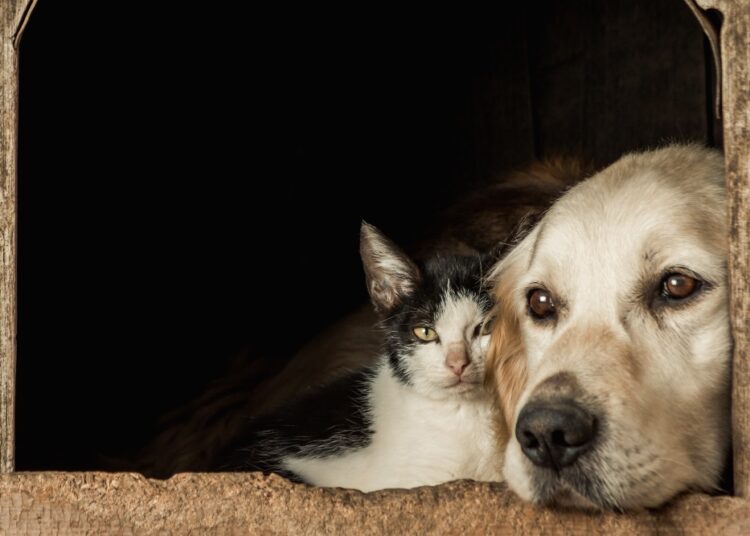 Protege a tu mascota con una póliza de seguros