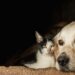 Protege a tu mascota con una póliza de seguros