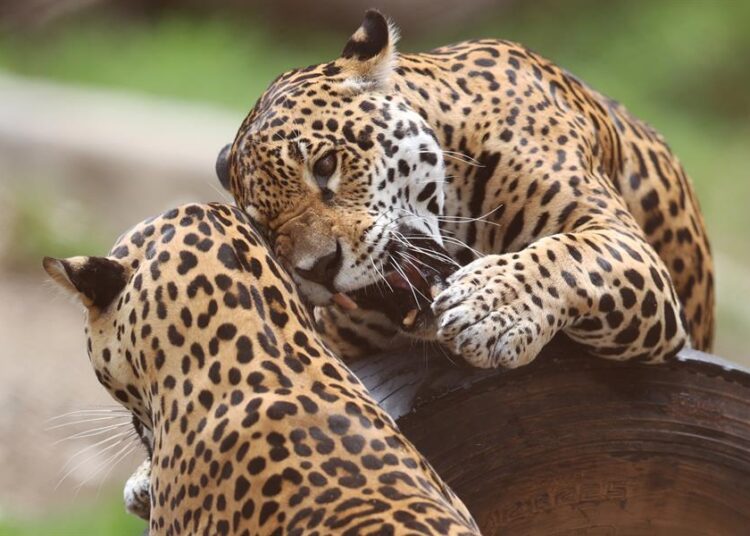 Bolivia conmemora el Día del Jaguar para promover el cuidado del mayor felino de América