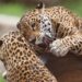 Bolivia conmemora el Día del Jaguar para promover el cuidado del mayor felino de América