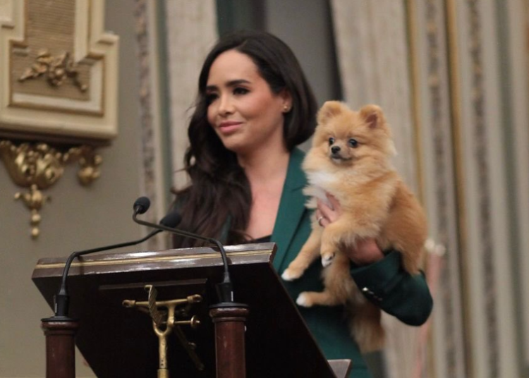 Proponen reforma para garantizar custodia de animales de compañía en un divorcio