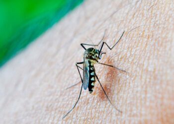 Reportan 4 mil 289 contagios acumulados por dengue