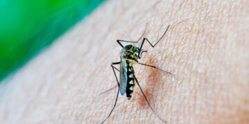 Reportan 4 mil 289 contagios acumulados por dengue