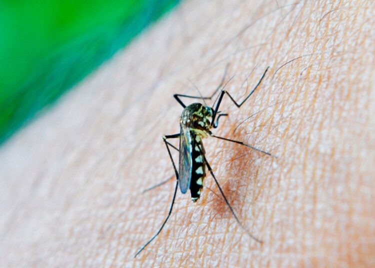 Reportan 4 mil 289 contagios acumulados por dengue