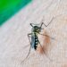 Reportan 4 mil 289 contagios acumulados por dengue