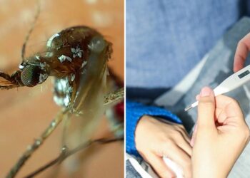 Puebla acumula 4 mil 206 contagios de dengue
