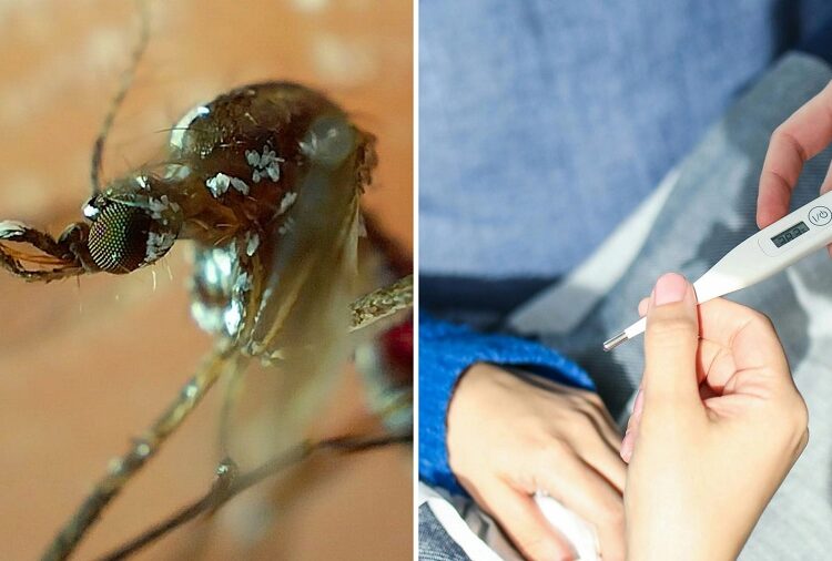 Puebla acumula 4 mil 206 contagios de dengue