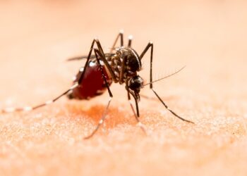 5 municipios concentran el 60.4% de casos de dengue