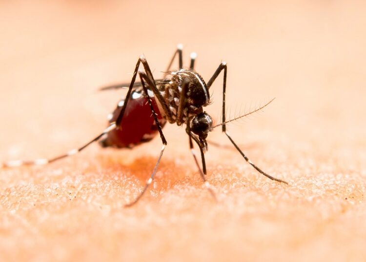 5 municipios concentran el 60.4% de casos de dengue