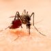 5 municipios concentran el 60.4% de casos de dengue