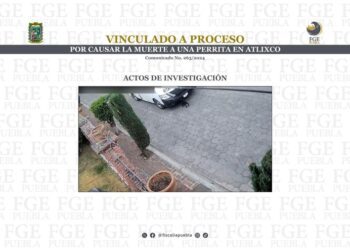 Vinculan a proceso a hombre que causó la muerte de una perrita en Atlixco