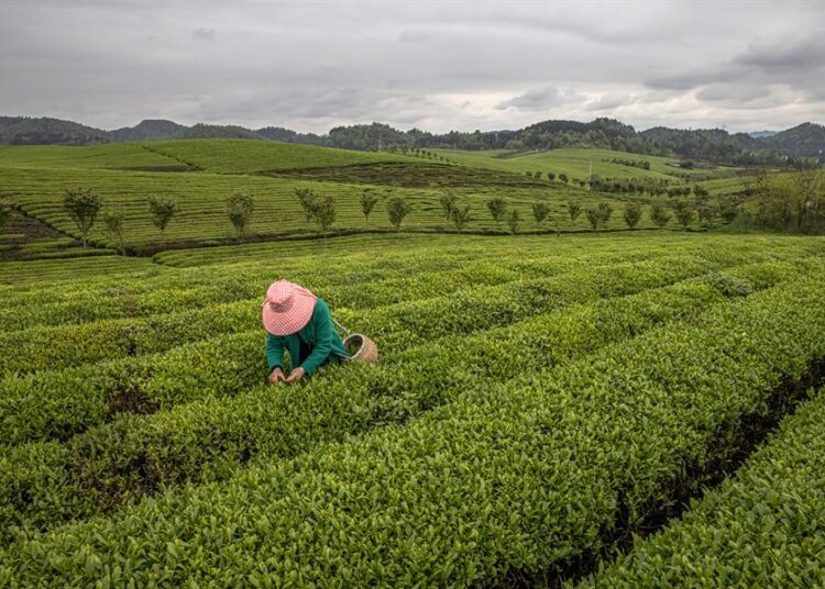 Té en China, una infusión de tradición y modernidad en una sociedad en constante cambio