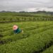 Té en China, una infusión de tradición y modernidad en una sociedad en constante cambio