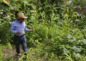 México pierde disputa comercial sobre maíz transgénico