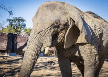 Muere en España la elefanta africana más longeva del mundo