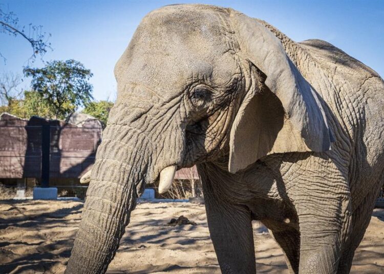 Muere en España la elefanta africana más longeva del mundo