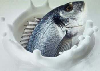 Ahora se venderá la ‘leche’ de pescado