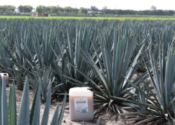 Egresado de la UAG patenta innovadora solución para proteger el agave
